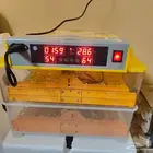 فقاسة فقاشه بيض الاحساء المبرز