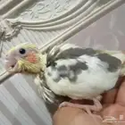 للبيع فرخ كروان كوكتيل