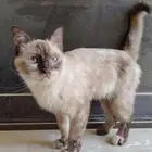 قطه هيملايا للتبني بدون مقابل