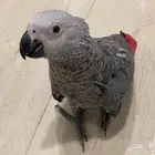 كاسكو اليف للبيع