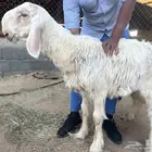 خروف عيسي مشروع فحل نادر