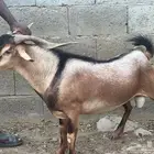 فحل حار املح للبيع