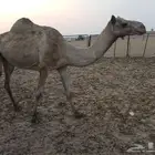 نياق لقحات ووحده حايل