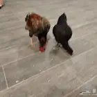 ديك ودجاجه كوشامو