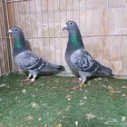 ثمانية أجواز زاجل سباق