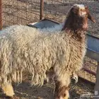 رخل نعيميه فرش الفحل