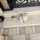 للتبني قطة لطيفة هادئة و مسالمة