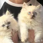 كيتن بعمر شهرين للبيع