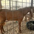 تيس فحل من ابو هولندي