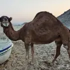 ناقه ساحليه للبيع