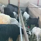 معزاء وتبوس للبيع - الخرج