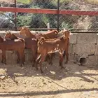 جفير وتيوس للبيع