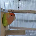 مطلوب ذكر روز منتج بسعر معقول