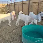 تيوس مشاريك بيض طيبات