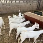 تيوس مندي بلدي