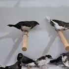 بنجليز فينش