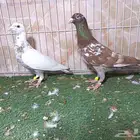 اثنين ذكور زاجل مولمنز