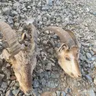 راس وعل محنط