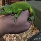 اغوانا للبيع