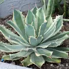 صبار طبيعي فاخر بأشكال نادرة لتزيين الحدائق والمنزل