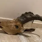 راس وعل حر محنط