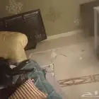 كلب كاتاهولا ليوبارد