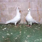 جوز بولندي أبيض عرض 2