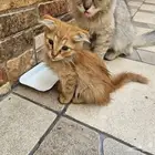 كيتن شيرازي فولد