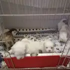 جراوي مالتيز العمر شهرين