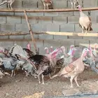 للبيع رومي كل ديك معه اربع دجاجات الوان فاخره