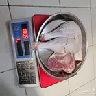 ديك رومي ذبح من 5 الى 7 كيلو