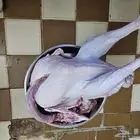 ديك رومي ذبح