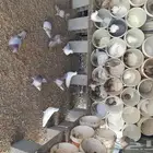 حمام زغاليل للبيع