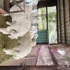 اضاحي يوجد حجز