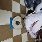 ديك رومي ذبح طازج