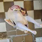 ديك رومي ذبح طازج