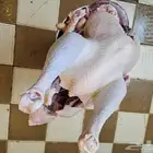 ديك رومي ذبح طازج من 5 الى 7 كيلو