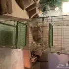 قفص ينفع للطيور والقطاوه جديد لم يستخدم