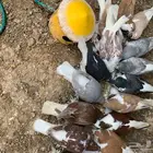 صندقة شيرازيات