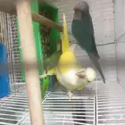 كويكر لاتينو ودايلوت واخضر