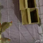 طيور الزيبرا هولندا الطيور طيبه ويلي يبغى الزين يلحق علي