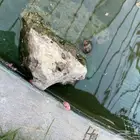 حلزون تفاحي
