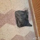 نسفه جيب لكزز اماميه جهت اليمين 2017