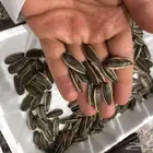 حب شمسي حساوي مقلي (محموس) ومفوح درجة اولى 20ريال