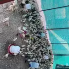 صيصان دجاج بلدي
