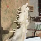 طليان و رخال اضاحي