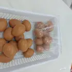 بيض الدجاج الصناعي
