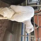 ذبايح على الطلب مناسبات او زواجات