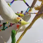 كروان لاتينو للبيع .. فروخ كروان .. كوكتيل