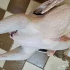 نصف ديك رومي وديك رومي كامل